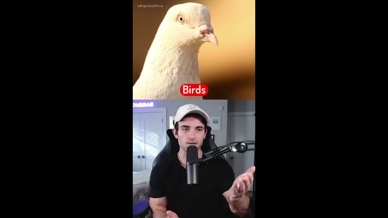 How Animals See The World