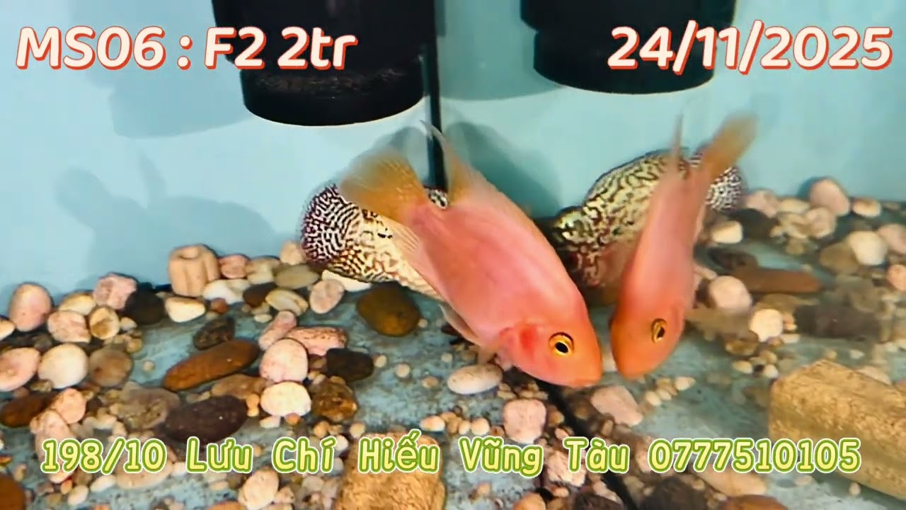 Dàn Kamfa F1 F2 nhí VIP 24/11/2025 VT FISH #cálahán #flowerhorn #kamfathailand #thunuoi 