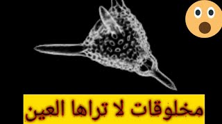 مملكة الطلائعيات