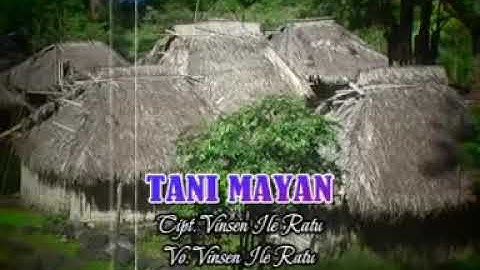 LAGU POP DAERAH FLORES TIMUR NTT-TANI MAYAN-2019_vinsen Ile ratu