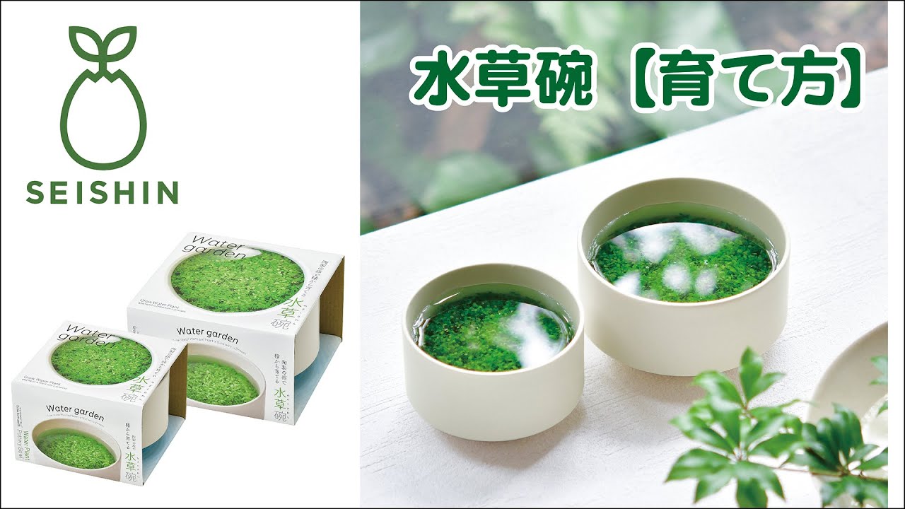 水草碗 - 聖新陶芸株式会社｜栽培キットの企画・製造・販売