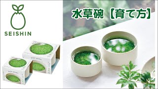 （No122）山野草　水草　鉢　龍聖作　令6 mqdefault.jpg