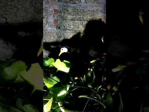 Tiếng Chim Quốc Kêu Gọi Bạn Tình