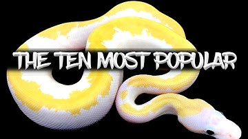 The 10 Most Popular Ball Python Morphs!