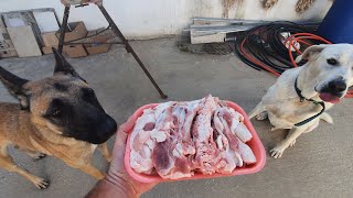 dogs eating raw turkey bones and skin
