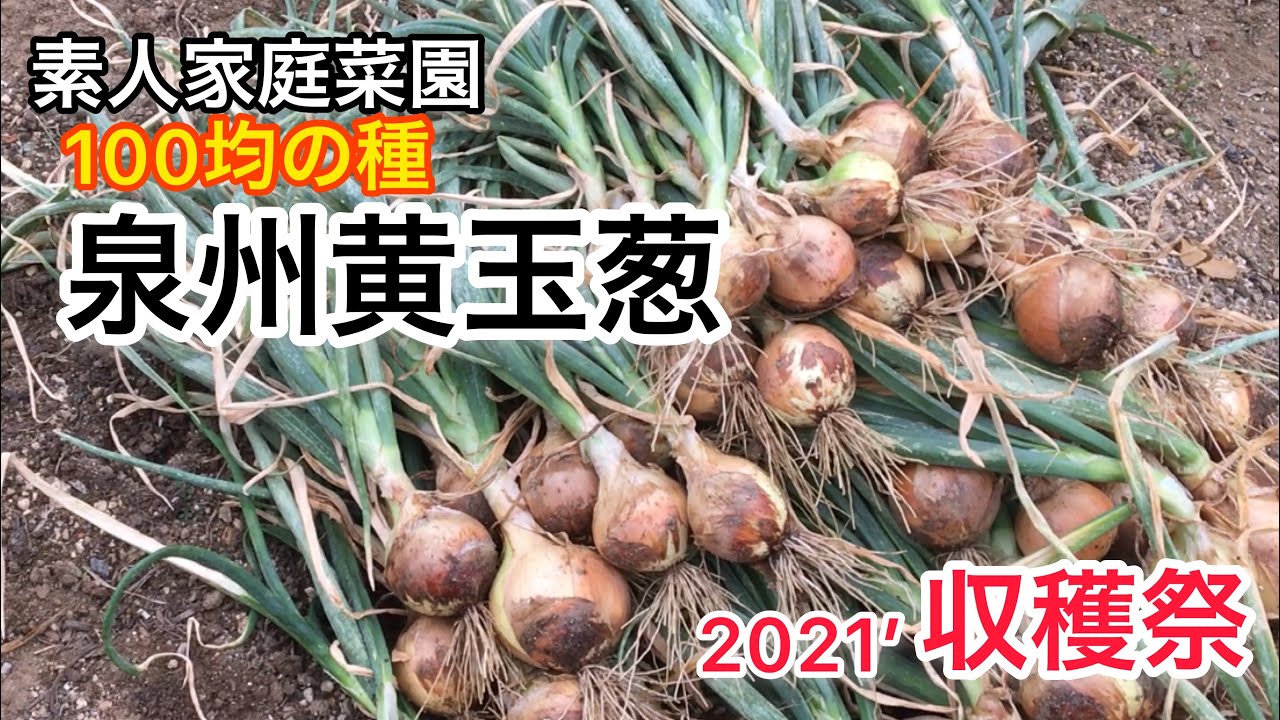 家庭菜園 素人が100均の種で玉葱栽培 21 収穫祭 Youtube