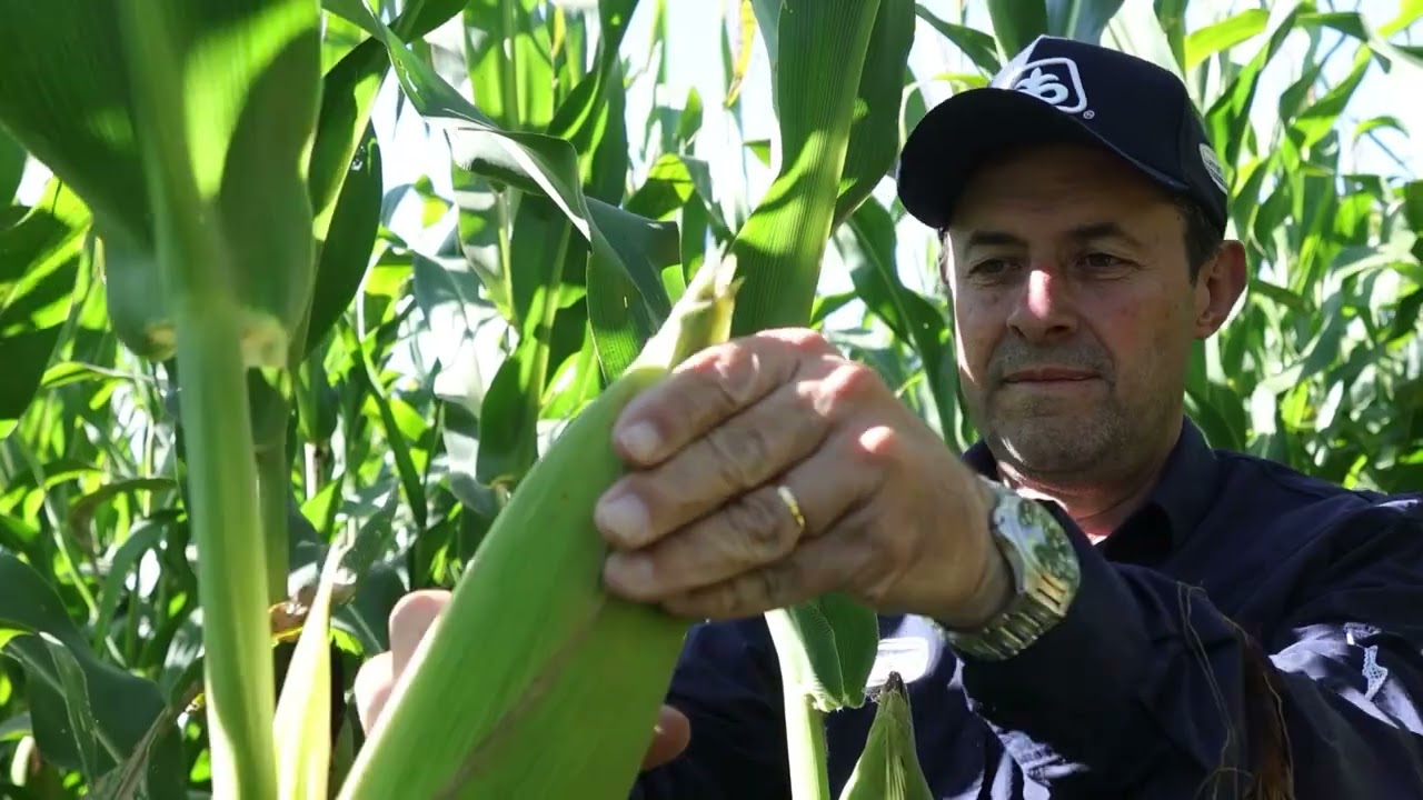 O produtor Frederik Wolters teve um RESULTADO EXTRAORDINÁRIO ao aplicar Utrisha™ N no milho.
