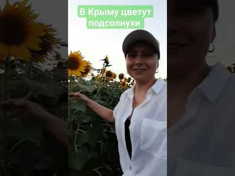 Видео: В Крыму зацвели подсолнухи #ильинка #северныйкрым #крым2023 #подсолнухи