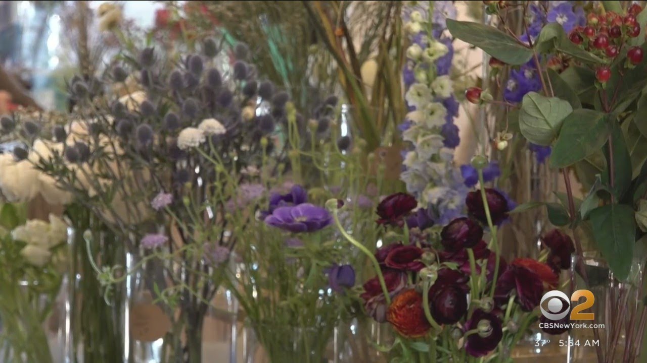 Dr Flowers Montclair Nj Best Flower Site