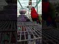 A beautiful Australian Lorikeet Parrot couple in the Zoo outside the cage. #shortvideo #shortsfeed