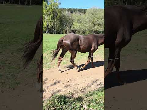 Horse Walking Right Toward Me in Mariánské Lázně 🐴