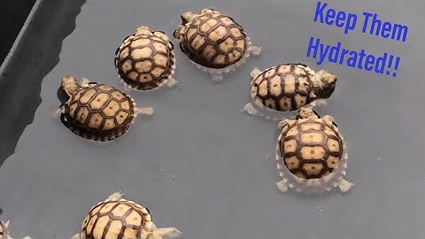 How to Keep Your Tortoises Hydrated and Happy