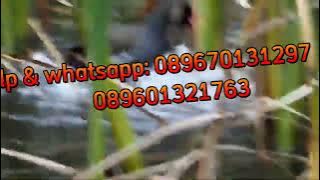 mp3 BURUNG pelan,peruk,bentiung CILAMAYA PART 1