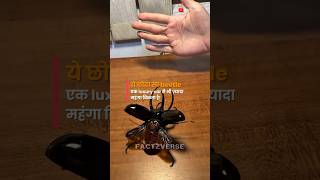 Most Expensive Insect in the World 🤯 Stag Beetle Price ₹75 Lakh! #shorts #sciencefacts #viralvideo