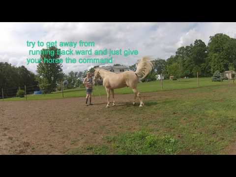 How to Train Your Horse to Rear