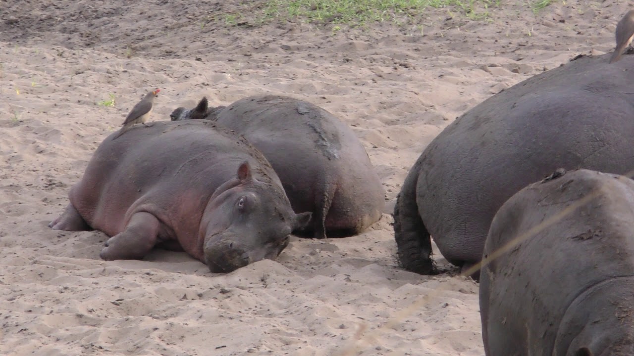 100 magic minutes in Katavi