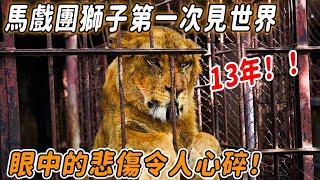 馬戲團的獅子在籠子裡度過了13年，當牠第一次看見外面的世界，眼神竟如此讓人心疼！ by 心靈脈衝 288 views 2 weeks ago 12 minutes, 36 seconds