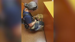Young Fresno couple reacts to losing everything in a fire, including one of their dogs