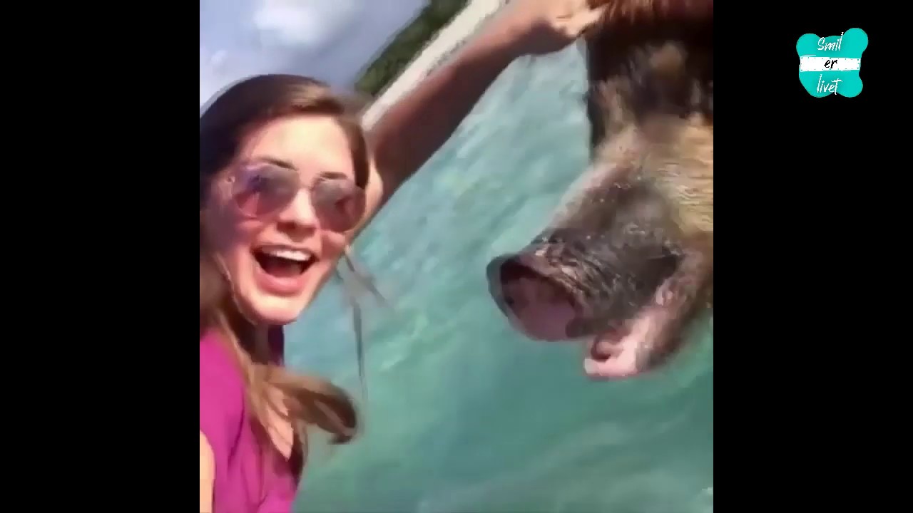 Die Lustigsten Tiere Der Welt Film