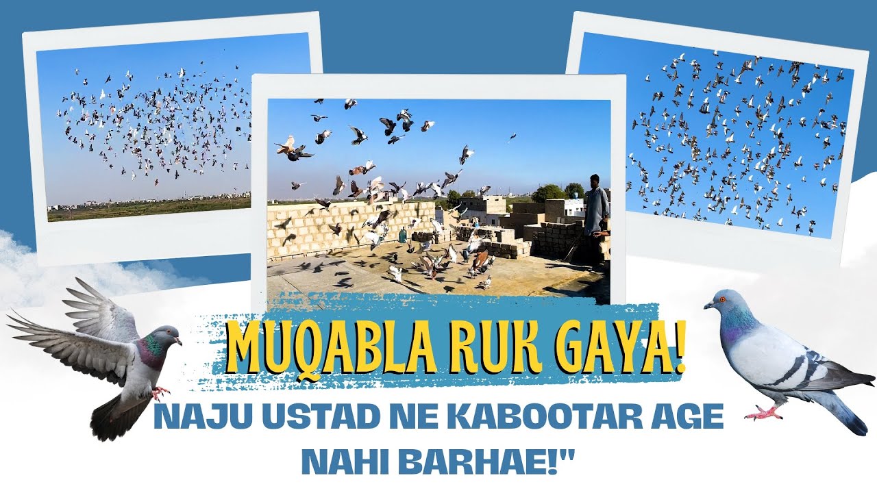 Почему голубиный поединок остался незавершенным? Что на самом деле произошло? Обязательно посмотр...