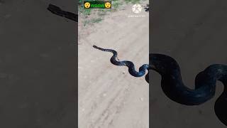 Celebrity 😯big python snake chasing 😯 #viral #shortvideos #youtubeshort #srilankanthings Profile