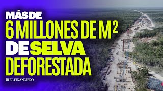 Tren Maya Y Su Impacto Ambiental, Ecologistas Denuncian Efectos Más Allá Del Proyecto