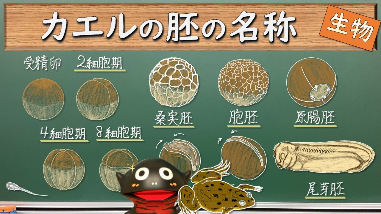 受精卵から尾芽胚までの名称(カエルの発生2)【137生物】 - YouTube