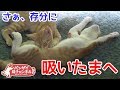さぁ存分に吸いたまへ、妹よな兄猫と遠慮のない妹子猫がかわいい。
