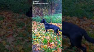 Mòj Kochany Psiak I Jaaaaaa