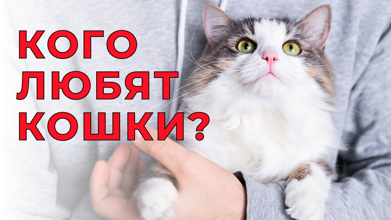 УЧЁНЫЕ ВЫЯСНИЛИ, КАКИХ ЛЮДЕЙ на самом деле ЛЮБЯТ КОШКИ, и дело не в еде!