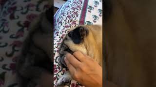 Dipika Playing With Cuddlu  dipikashoaib cuddle  dipikakiduniya