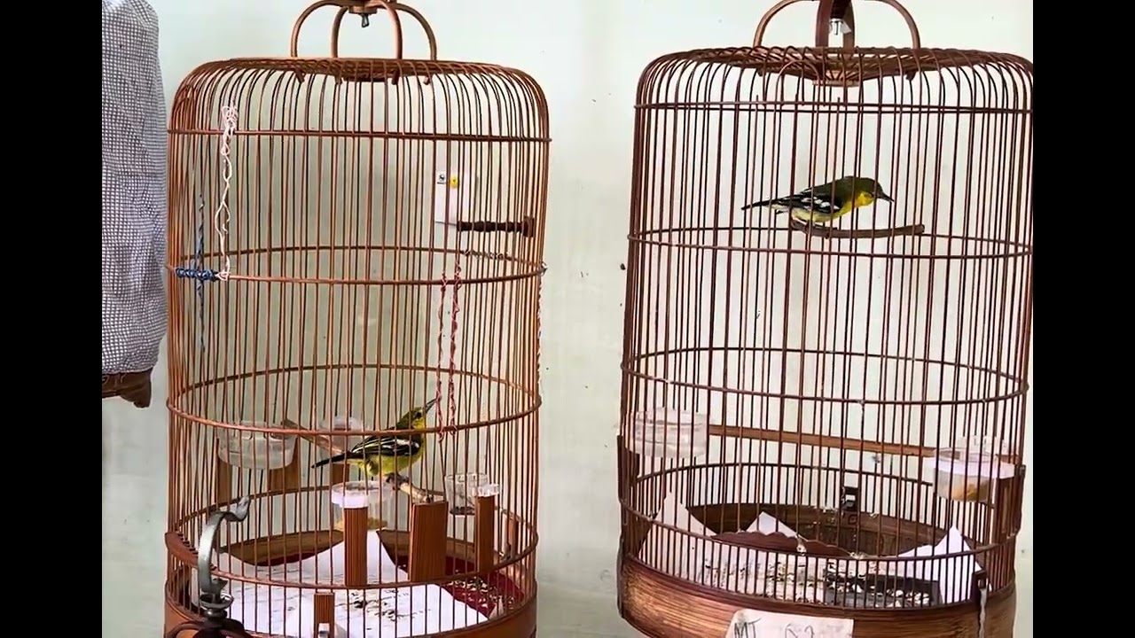 Huýt cô hót đấu