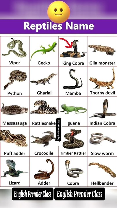 Common Reptiles English || #vocabulary #reptiles - YouTube
