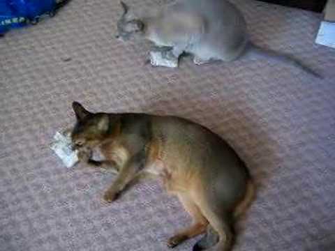 Heidi and George getting high on catnip