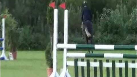 4-årig vallack e. Com Air