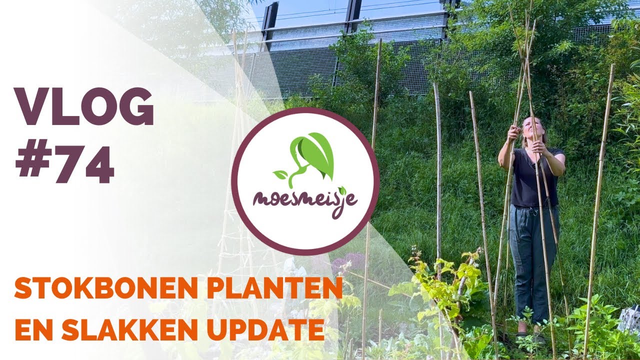 MOESTUINVLOG #74 | Stokbonen planten langs bonenrek, Afrikaantjes planten en slakkenvraat
