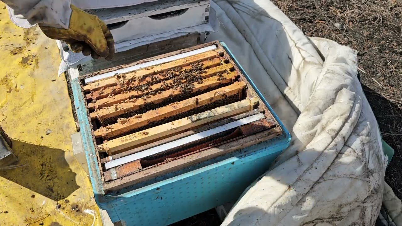 2026년 자연양봉 봄벌깨운 후 3주~