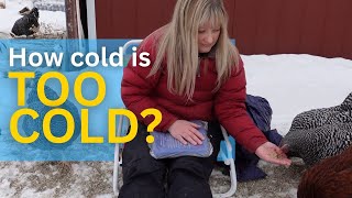 How cold is too cold for chickens? | Q&A