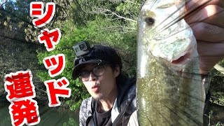 バス釣り　シャッドでバスがいっぱい釣れた！
