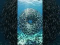 Swirling School of Sardines Forming Bait Ball underwater view #oceanadventure #nature #fishinglife