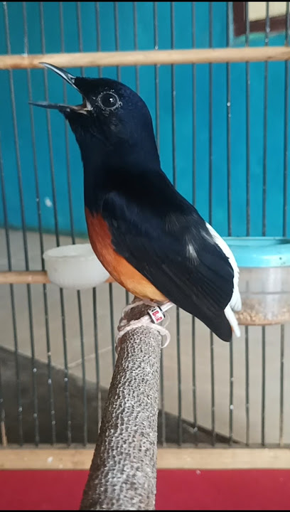 Murai pastol Bondol gacor#muraipastolgacor#Shorts