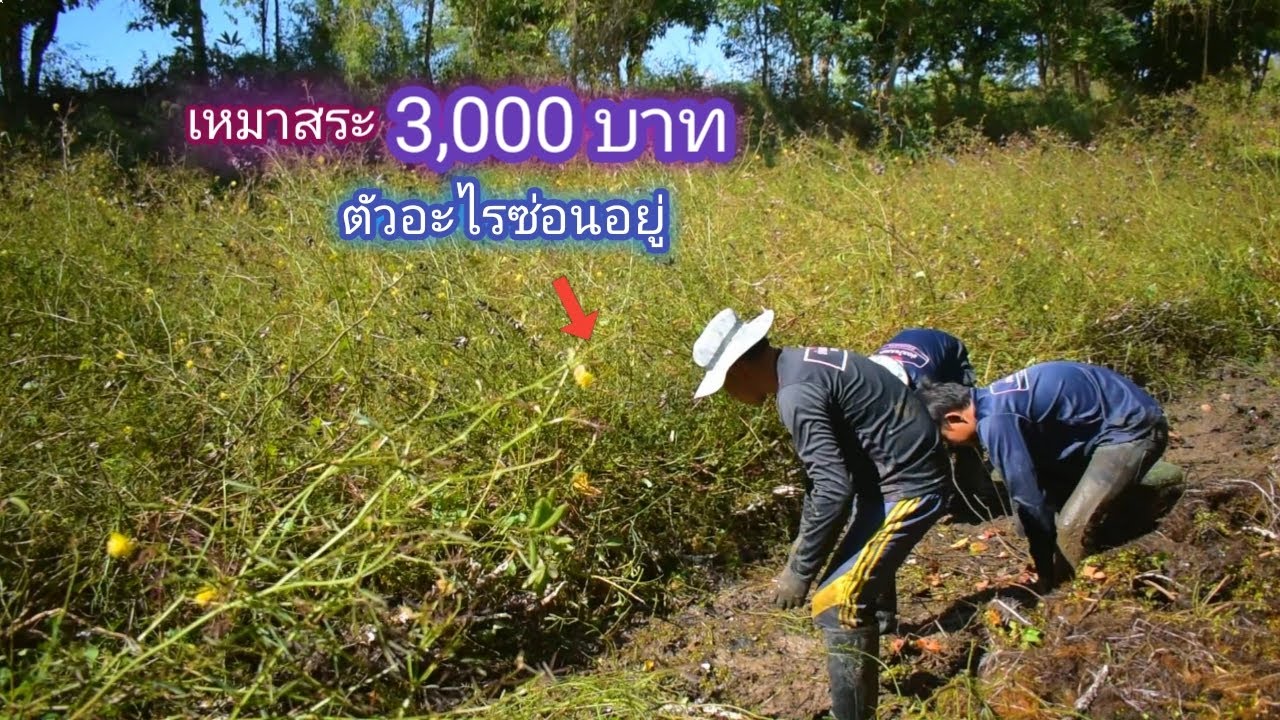 เหมาสระ 3,000 เยือนถิ่นยักษ์ใหญ่เมื่อปีกลาย มีสัตว์ใหญ่ซ่อนอยู่ใต้นี้ / บ้านนอก EP.571