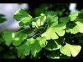 Ginkgo Biloba