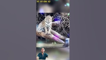 Đàn rái cá liên tục khiêu khích con báo đốm bên bờ sông. #shortvideo #shorts  #thegioidongvat.