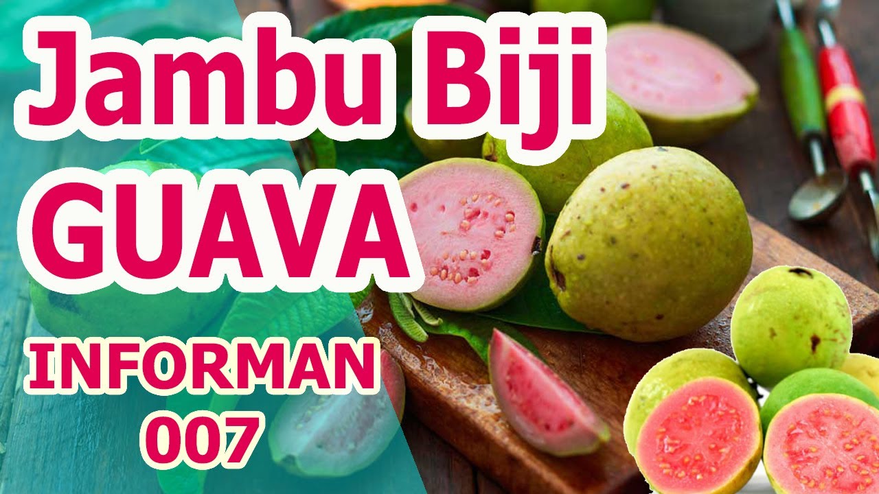 LUAR BIASA !!! Manfaat dan Khasiat Jambu biji untuk Kesehatan | Manfaat