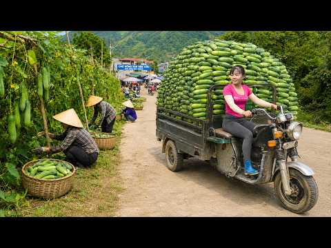 Harvesting Bitter Melons and Cucumbers from Farm | Truck Full of Vegetables to Market