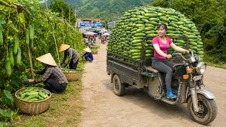 Harvesting Bitter Melons and Cucumbers from Farm | Truck Full of Vegetables to Market