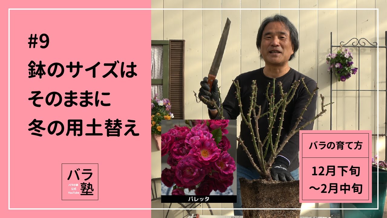 #9 鉢のサイズはそのままに冬の用土替え【バラの育て方：12月下旬～2月中旬】