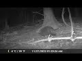 Poconos, PA Trail cam Compilation - November/December 2022 (Coywolf, porcupine, fisher, red fox)