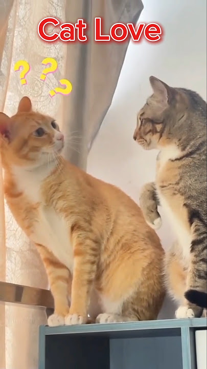 Cat Love kissing 🤩😡🔥 || DILL KA JO HALL HAI || #shorts #viralvideo